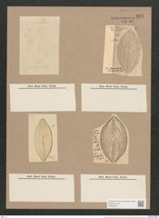 Navicula macraei Rabh. (de-Toni-Nr.: Genus 1, Species 365) Zeichnungen Sammlung Grunow Nr. 831 (NHMW-BOT-W0367261)